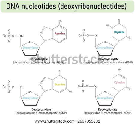 DNA nucleotides. dAMP, dGMP, dCMP, and dTMP. Each molecule is shown with its three main components phosphate group, deoxyribose sugar, and nitrogenous base (adenine, guanine, cytosine, and thymine