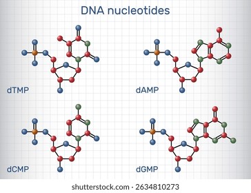 DNA-Nukleotidmoleküle. Desoxyribonukleosidmonophosphate: dAMP, dGMP, dCMP, dTMP mit Phosphat, Desoxyribose und Nukleobasen 