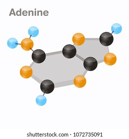 DNA Nucleotides-4, Adenine, A. Pyrimidine nucleobase molecule 3D vector illustration on white background
