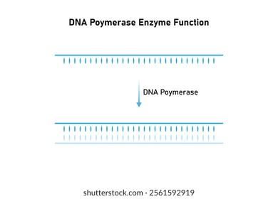 DNA Polymerase Enzyme Function Science Design. Vector Illustration.