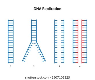 DNA replication: 1. Parental DNA. 2. Breakage of hydrogen bonds between strands. 3. Two separated strands. 4. Two daughter DNA.