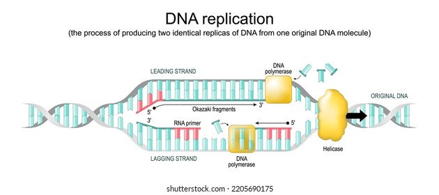 replicación del ADN. proceso biológico de producción de dos réplicas idénticas de una molécula original. bifurcación de replicación. El diagrama de vectores muestra cómo se descomprimen y copian ambas hebras del hélice del ADN