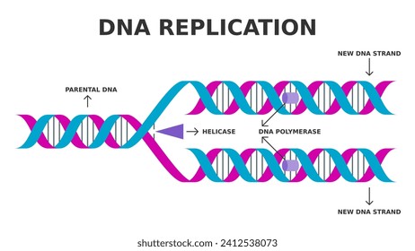 DNA-Replikation. Biologischer Prozess der Herstellung zweier identischer DNA-Replikate aus einem ursprünglichen DNA-Molekül. Vereinfachtes Diagramm. Die Enzyme Helicase und DNA-Polymerase. Vektorgrafik. 