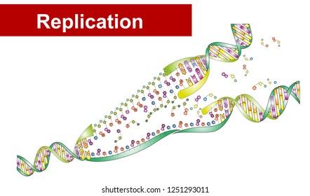 DNA Replication - Biology vector ai