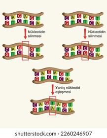 DNA replication deletion of nucleotide pairing