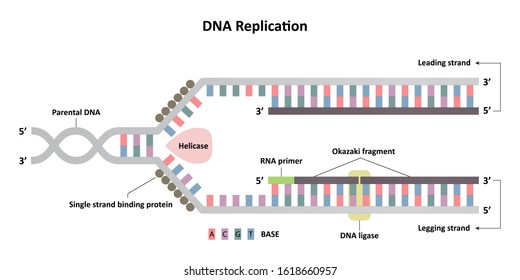 DNA replication diagram, leading and lagging strands, molecular biology
