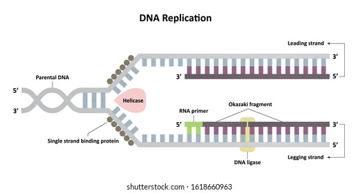 DNA replication diagram, leading and lagging strands, molecular biology