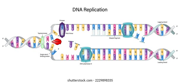 DNA Replication diagram. DNA Polymerase enzyme syntheses. Synthesis of leading strand and lagging strand during DNA replication. Okazaki fragment.