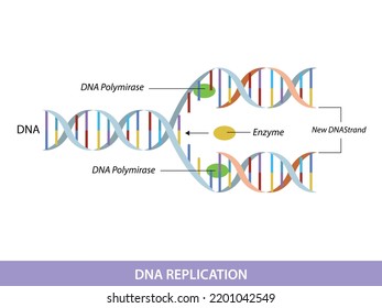 replicación del ADN. Gráfico informativo de educación