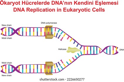 Replicación de ADN en células eucarióticas