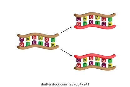 DNA Replication isolated on white background. DNA molecules. Nitrogenous Bases. Colorful Symbols. Vector Illustration.