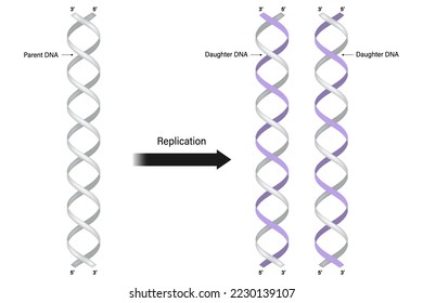 Modelo de replicación de ADN. Vector de ADN de padre y hija.