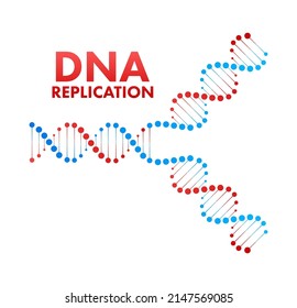 DNA replication. DNA molecules, molecular biology. Vector stock illustration.