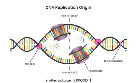 Diagrama de origen o burbuja de replicación de ADN