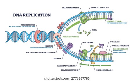DNA replication outline showing the replication fork with helicase unwinding and DNA polymerase extending strands, leading and lagging strands labeled for clarity. Diagram