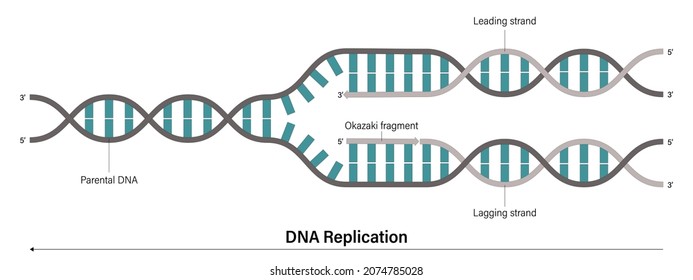 DNA replication. Process by which a double stranded DNA molecule is copied to produce two identical DNA molecules.