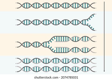 DNA-Replikation. Verfahren, bei dem ein doppelsträngiges DNA-Molekül kopiert wird, um zwei identische DNA-Moleküle zu erzeugen.