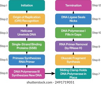 Ilustración del diagrama de flujo del proceso de replicación del ADN, fondo blanco, diagrama del Vector de la Ciencia