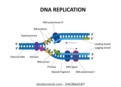 Proceso de replicación del ADN. Diagrama científico.