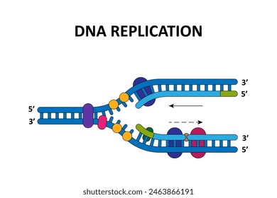 DNA replication process. Scientific diagram.