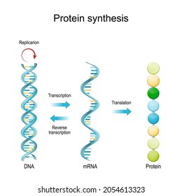 DNA Replication, RNA, mRNA, Protein synthesis, Transcription and translation.  Biological functions of DNA. Genes and genomes. Genetic code