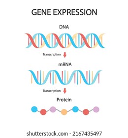 Dna Replication Rna Mrna Protein Synthesis Stock Vector (Royalty Free ...