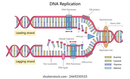 Replicación del ADN que muestra las cadenas principales y retardadas, enzimas como la ADN polimerasa, helicasa, y el diagrama de la horquilla de replicación dibujada a mano Ilustración vectorial esquemática. Ilustración de ciencia médica