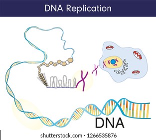 DNA Replication Steps