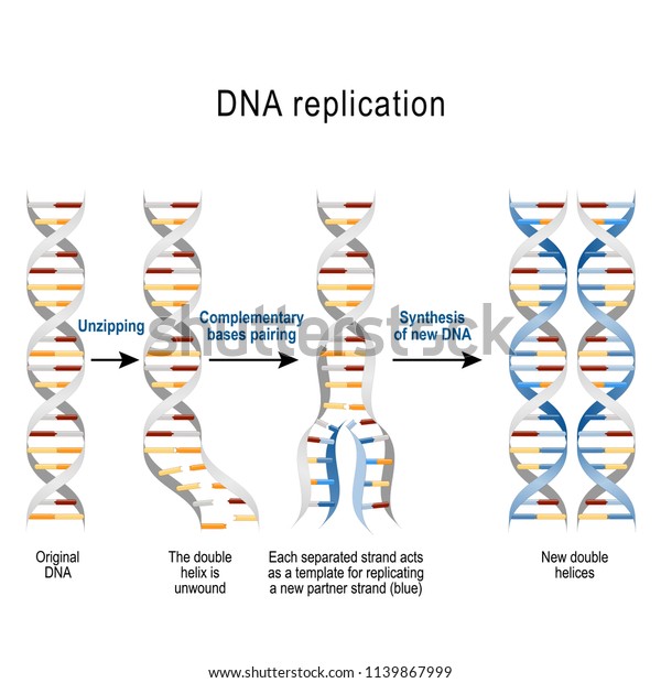 DNA replication.\
Steps. double helix is unwound. Each separated strand acts as a\
template for replicating a new strand. Vector diagram for\
scientific, medical, and educational\
use