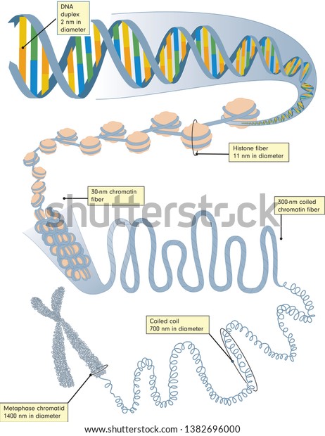 Dna Replication Steps Vector Diagram Stock Vector (Royalty Free) 1382696000