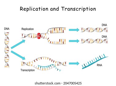 Rna dna svg