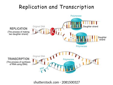 DNA Replication And Transcription. Steps. Double Helix Is Unwound. Each Separated Strand Acts As A Template For Replicating A New Strand. Vector Diagram For Scientific, Educational Use. Poster