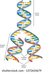 DNA Replication. Vector Diagram