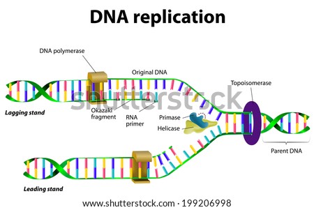 DNA replication. Vector diagram