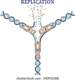 DNA Replication vector illustration