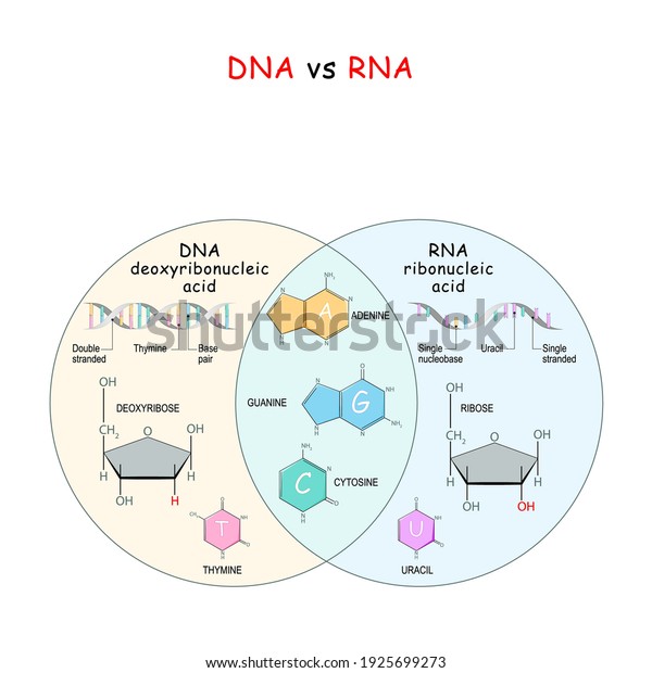 ADN et ARN. comparaison et différence. image vectorielle de stock — free download