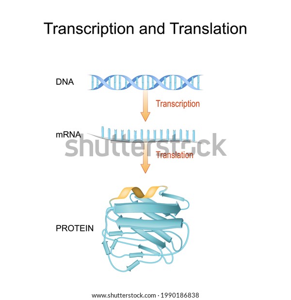 Dna Rna Mrna Protein Synthesis Difference Stock Vector (Royalty Free ...