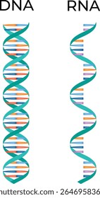 Diagrama de Ilustración vectorial de diseño de Ciencia de ADN y ARN