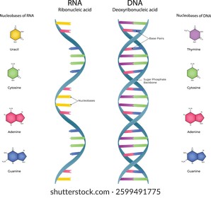DNA and RNA Structure A Comparative Overview of Genetic Material Vector Illustration