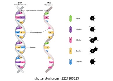 Estructura del ADN y el ARN. Ácido desoxirribonucleico y ácido ribonucleico. Thymine, Adenine, Cytosine, Guanine y Uracil.