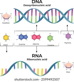 DNA and RNA Structure Genetic Information and Molecular Biology Overview Vector Illustration
