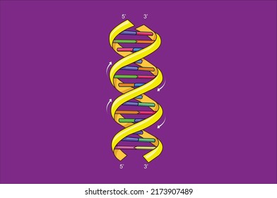DNA RNA VECTOR COLORFUL ILLUSTRATION 