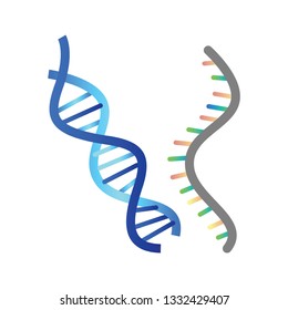 DNA and RNA vector illustration on white background