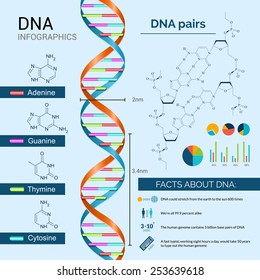 DNA scientific research infographics set with charts and diagrams vector illustration