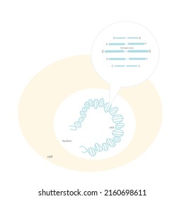 The DNA Sequence In The Nucleus Of Eukaryotic Cell That Represent A Complementary Base Pair: Adenine (A) And Thymine (T), Cytosine (C) And Guanine (G)