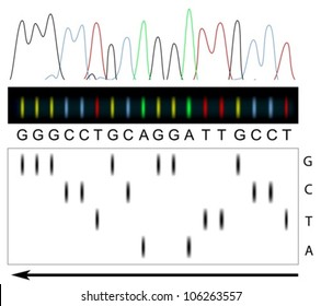 DNA sequencing principle