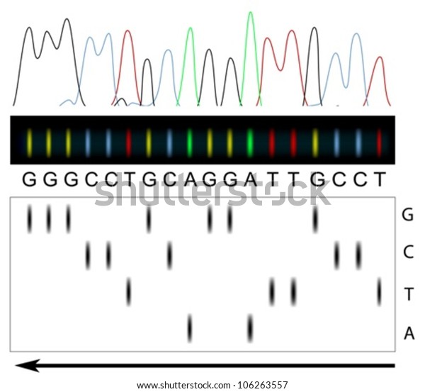 DNA sequencing
principle