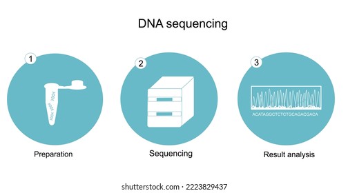 The DNA sequencing workflow (preparation, sequencing and result analysis) for DNA sequencing detection that represented in the icon concept of blue and white