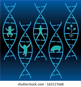 DNA strands illustrated with child, monkey, human, pig and plant 