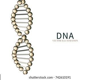 DNA strands isolated on white background.Scientific molecular abstract concept.Realistic vector illustration